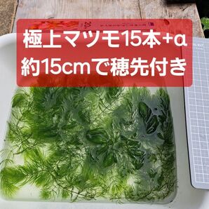【匿名配送】極上マツモ約15cm 穂先付き15本+α 無農薬 アマフロセット可