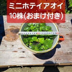 【匿名配送】ミニホテイアオイ10株+アマフロおまけ付き