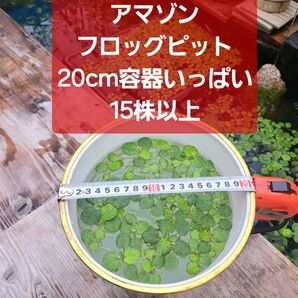 【匿名配送】アマゾンフロッグピット15株以上 20cm容器いっぱい