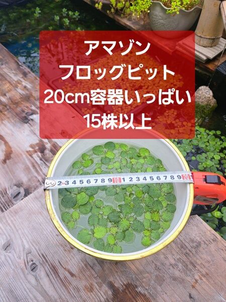 【匿名配送】アマゾンフロッグピット15株以上 20cm容器いっぱい