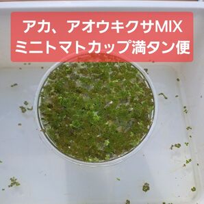 【匿名配送】アカウキクサ、アオウキクサMIX、ミニトマトカップ満タン便