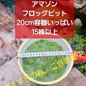 【二倍増量中】アマゾンフロッグピット15株以上 20cm容器いっぱい