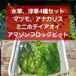 【匿名配送】水草4種セット マツモ、アナカリス、アマゾンフロッグピット、ミニホテイアオイ
