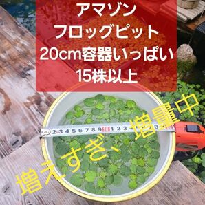 【二倍増量中】アマゾンフロッグピット15株以上 20cm容器いっぱい