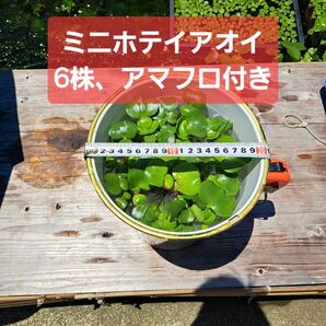 【匿名配送】ミニホテイアオイ6株+アマフロおまけ付き