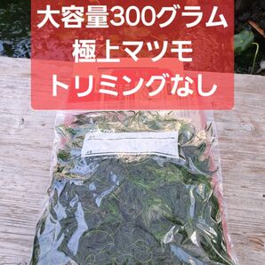 【数量限定】大容量!極上マツモ約300グラム トリミングなし