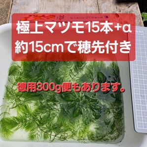 【匿名配送】極上マツモ約15cm 穂先付き15本+α 無農薬 アマフロセット可