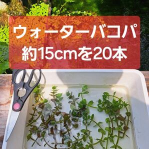 【匿名配送】ウォーターバコパ約15cm 20本