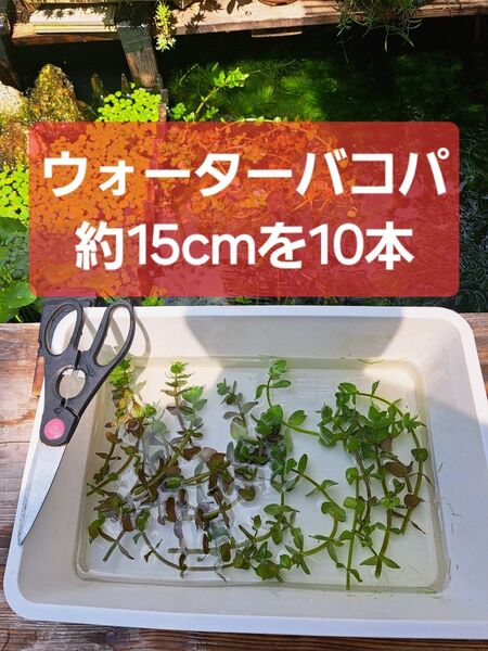 【匿名配送】ウォーターバコパ約15cm 10本