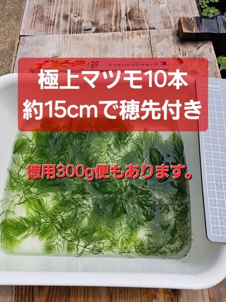 【匿名配送】極上マツモ約15cm 穂先付き10本 無農薬