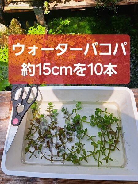 【匿名配送】ウォーターバコパ約15cm 10本