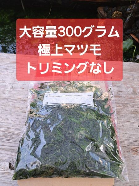 【匿名配送】極上マツモ300グラムトリミングなし