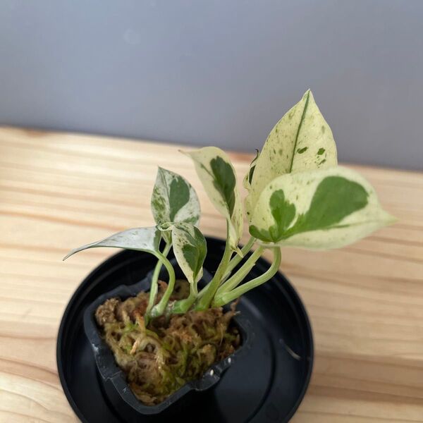ポトス エクセレント