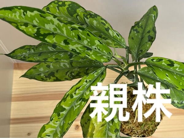 アグラオネマ ピクタム トリカラー ナローリーフ