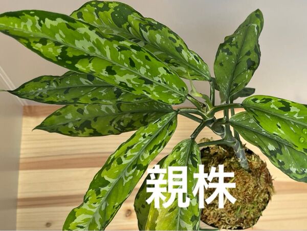 アグラオネマ ピクタム トリカラー ナローリーフ