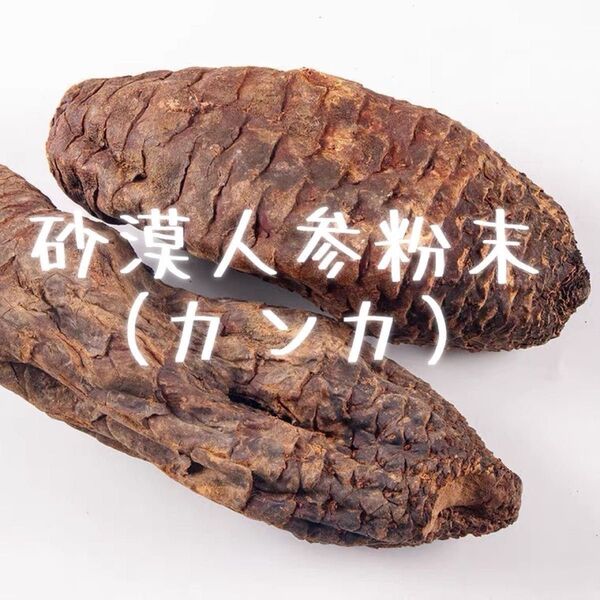 新疆ウイグル産砂漠人参粉末100g カンカ 人参 高麗人参 田七人参 マカ カンカ マカ ニクジュヨウ ニクジュウヨウ 肉蓉