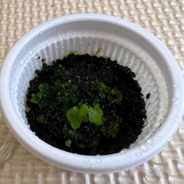 P.willinckii "月光爪哇" × P.SS foong mix spore 胞子培養 前葉体 胞子体