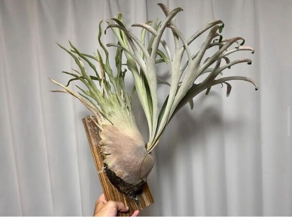 P.veitchii "Auburn River" 胞子培養 前葉体 AR