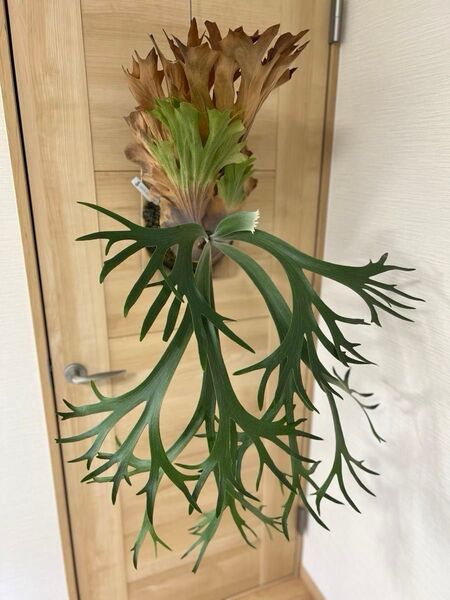 ビカクシダ Platycerium コウモリラン P.willinckii TBFS No.1 2018
