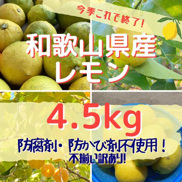 【今季ラスト・訳ありご家庭用】和歌山県産レモン4.5kg 皮より中身を使いたい方に!