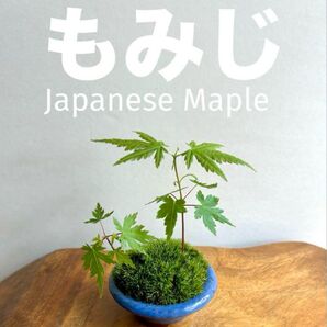 ミニ盆栽 もみじ ブルーか系の鉢