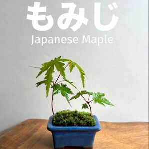 ミニ盆栽 小さな もみじ 2本 ブルーの鉢