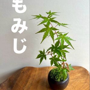 ミニ盆栽 もみじ 3本 黒焦茶の鉢 小品盆栽
