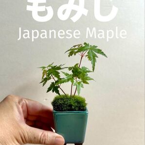 ミニ盆栽 もみじ 正角ケンガイの鉢 オリベ