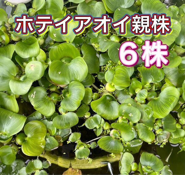 ホテイアオイ6株(親株) 【検索用】 水草 浮草 アマゾンフロッグピット 浮き草 姫ホテイ ミニホテイ