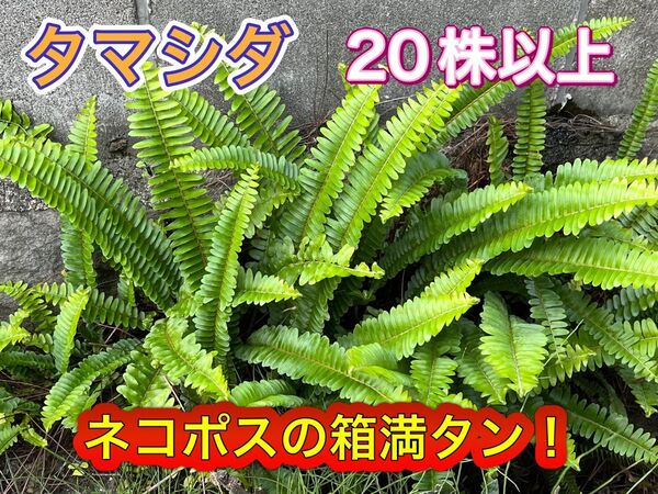 タマシダ 20株以上【ゆうパケットの箱満タンに入れます】 シダ植物 苔テラリウム ガーデニング 園芸