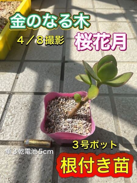 金の成る木 桜花月 根付き苗1株 カット苗1株のおまけ付き!【検索用】多肉植物 サボテン ガーデニング 観葉植物