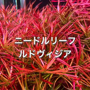 ニードルリーフルドウィジア 5本