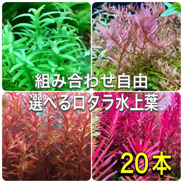 選べるロタラ水上葉 20本