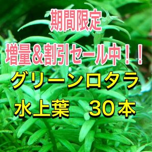 グリーンロタラ水上葉 30本