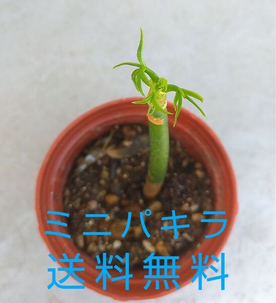 ミニパキラ 実生苗 芽吹き 新芽 送料無料 観葉植物 インテリア