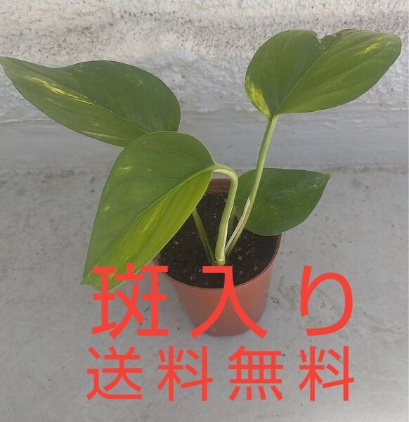 ポトス 斑入り 抜き苗 観葉植物 インテリア 送料無料