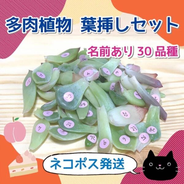 多肉植物 韓国苗 葉挿しセット 30品種【29】