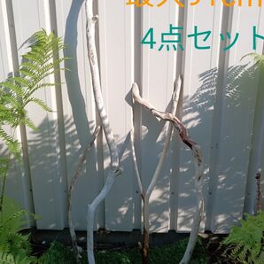 流木4点セット