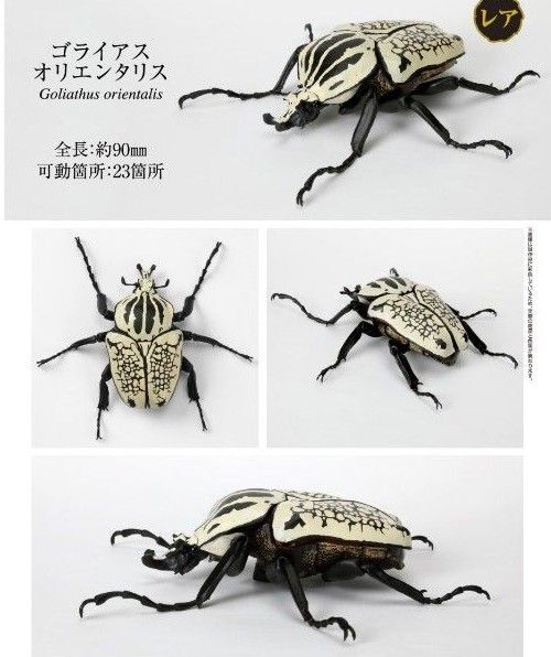 いきもの大図鑑 かぶとむし05 ゴライアスオリエンタリス