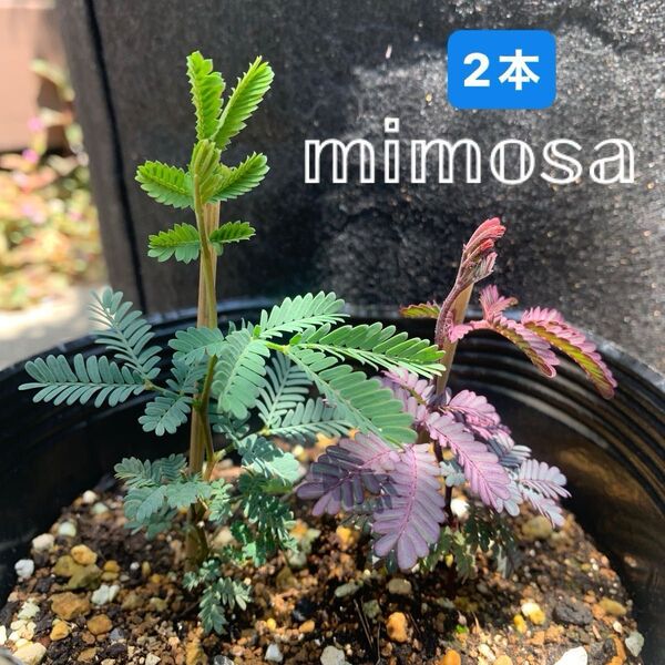 ① 銀葉アカシアミモザ&プルプレア 小苗 2本