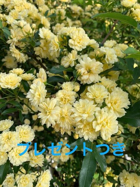 モッコウバラ挿し穂20本(プレゼントつき)