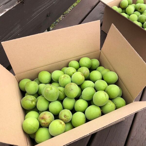 青梅 6kg 無農薬