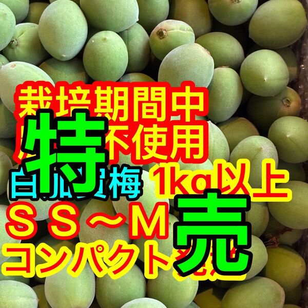 特売!栽培期間中農薬不使用・木なり♪白加賀梅SS1kg以上青梅