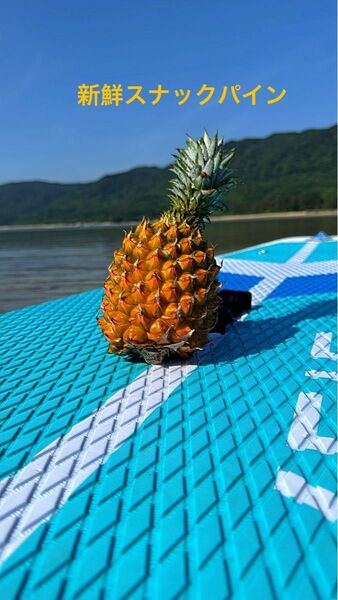 沖縄県石垣島産規格外スナックパイン6個
