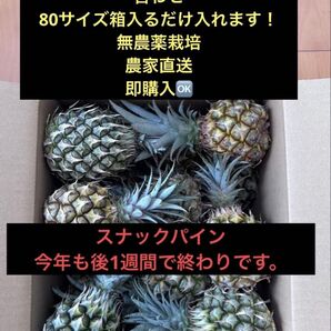 沖縄県石垣島産 ミニ&規格外スナックパイン入るだけ入れます。