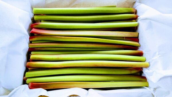 栽培発祥の地 ルバーブ2kg(箱含む) 農薬不使用