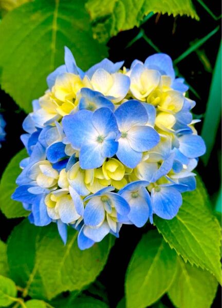 紫陽花★ブルー