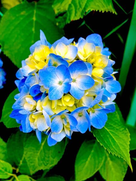 紫陽花 ブルー 挿し穂3本