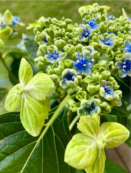 ガクアジサイ 紫陽花 ピスタチオグリーン 青