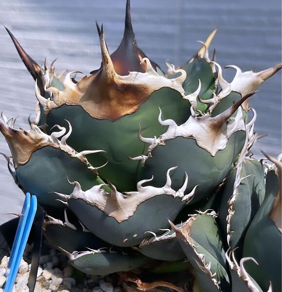 HZ282 多肉植物 アガベチタノタ 稀少 MARS 子株